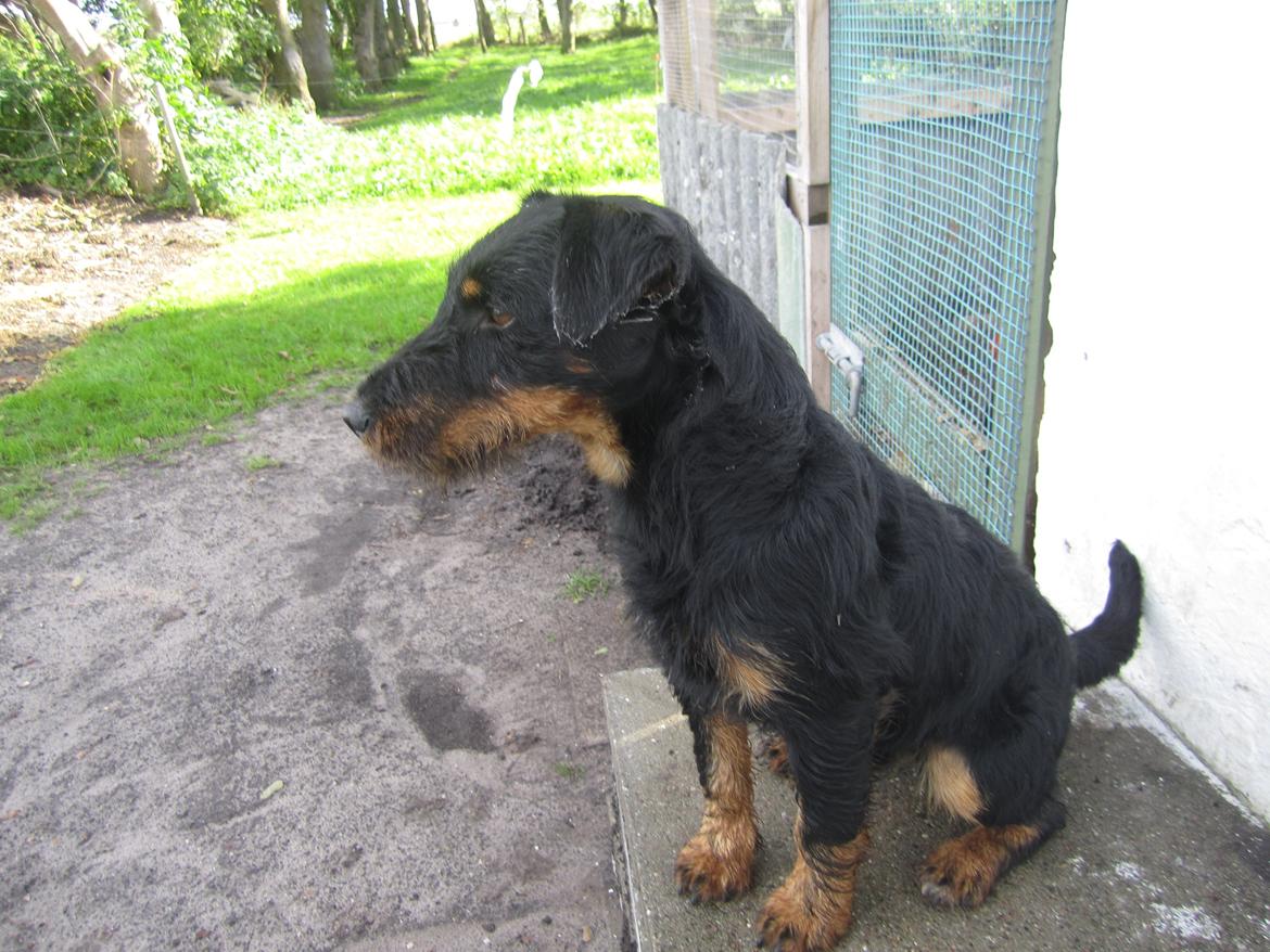 Tysk jagtterrier Buller<3 Farvel min ven <3 - Silas hvad laver du ligge?? billede 9
