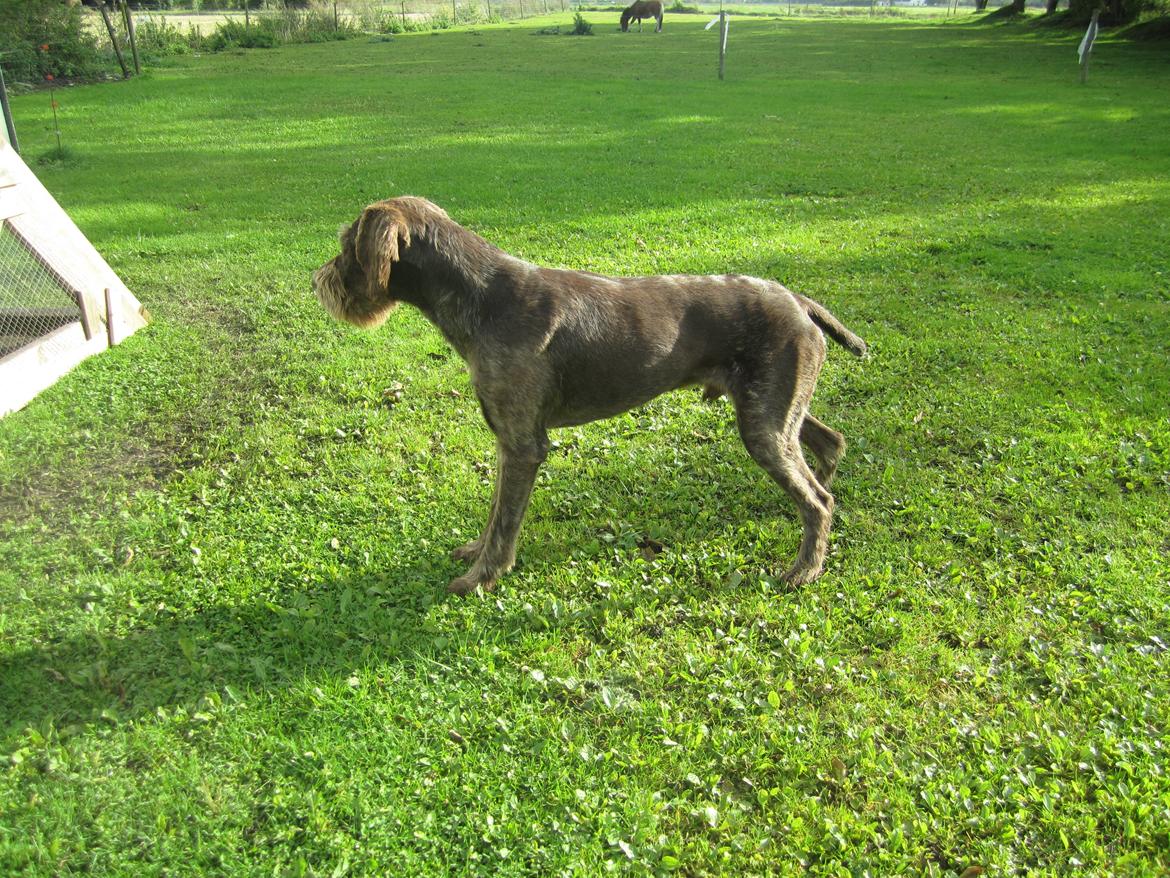 Ruhåret hønsehund Birkemosens Luchs billede 17