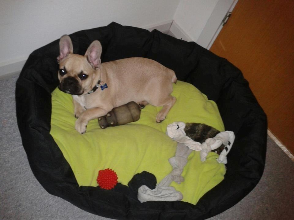 Fransk bulldog Tyson billede 4