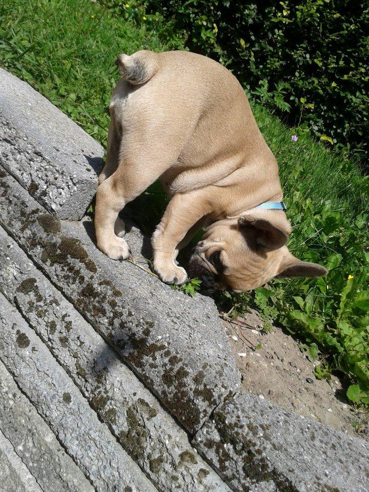 Fransk bulldog Tyson billede 16