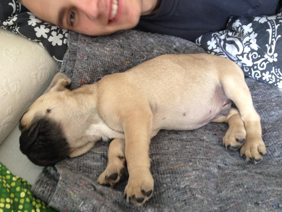 Fransk bulldog Tyson billede 18