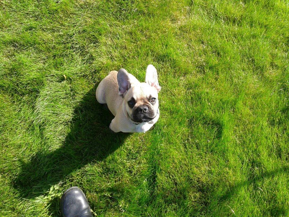 Fransk bulldog Tyson billede 19