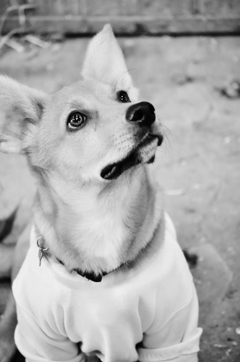 Blanding af racer Bailey - model billede ;)
>maria monberg madsen< billede 1