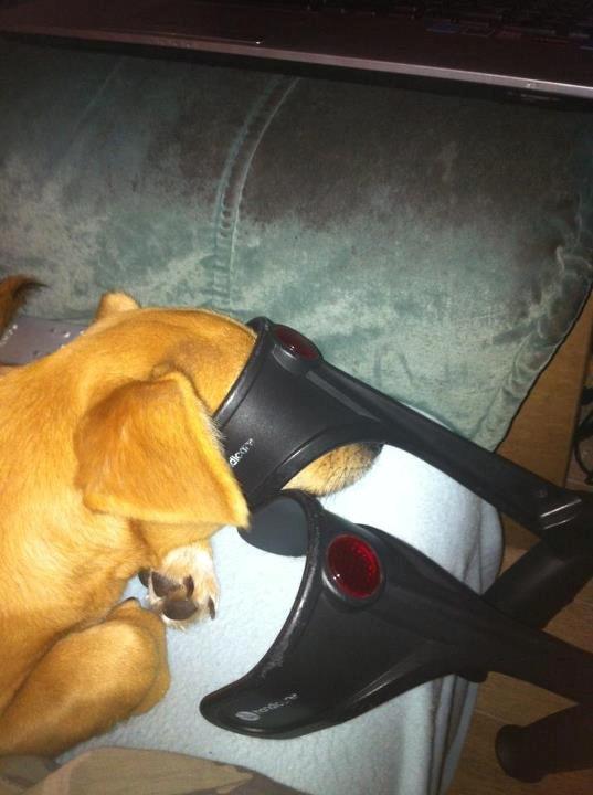 Blanding af racer Bailey billede 3