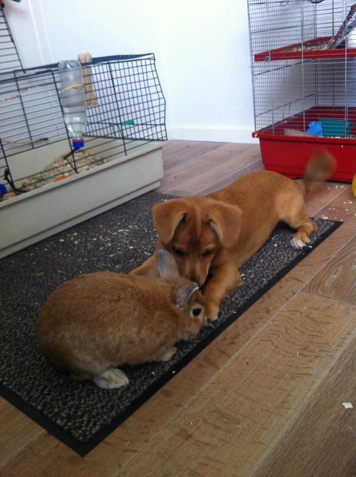 Blanding af racer Bailey - alle vores dyr fungere godt sammen <3 billede 5