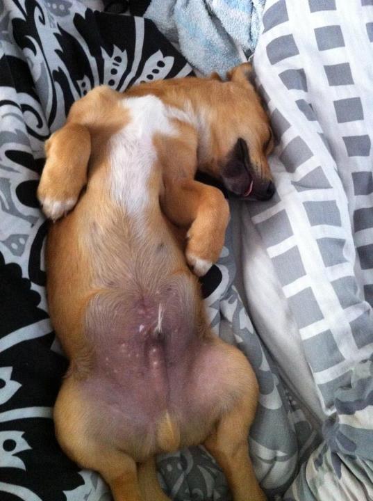 Blanding af racer Bailey - putte tid :) billede 6