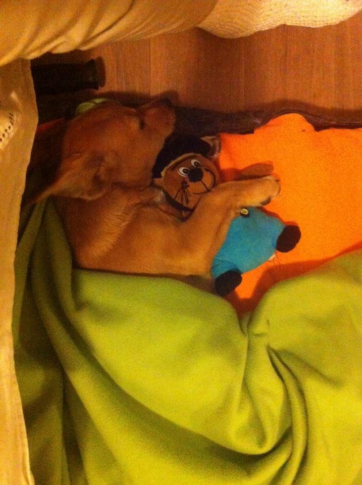 Blanding af racer Bailey - første nat i mit nye hjem billede 7