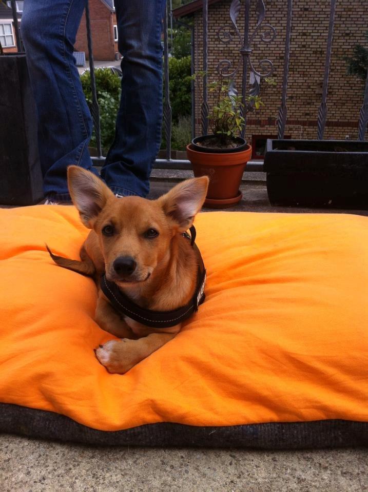 Blanding af racer Bailey billede 8