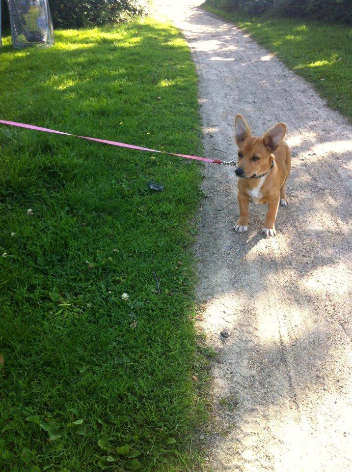 Blanding af racer Bailey billede 9