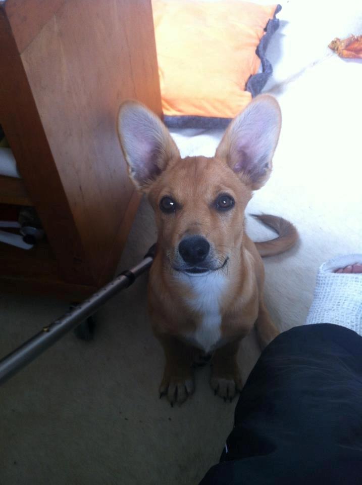 Blanding af racer Bailey billede 10