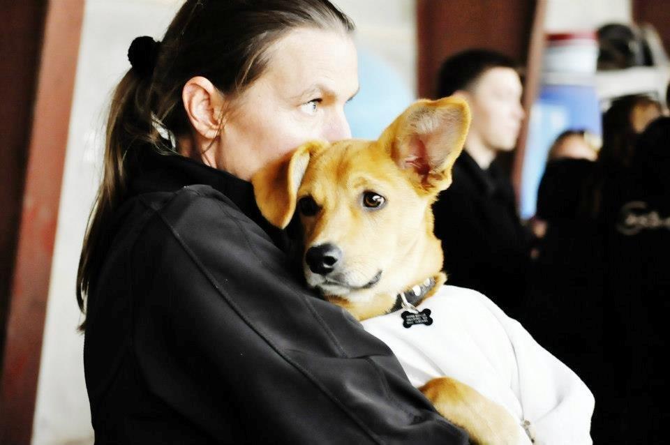 Blanding af racer Bailey billede 13