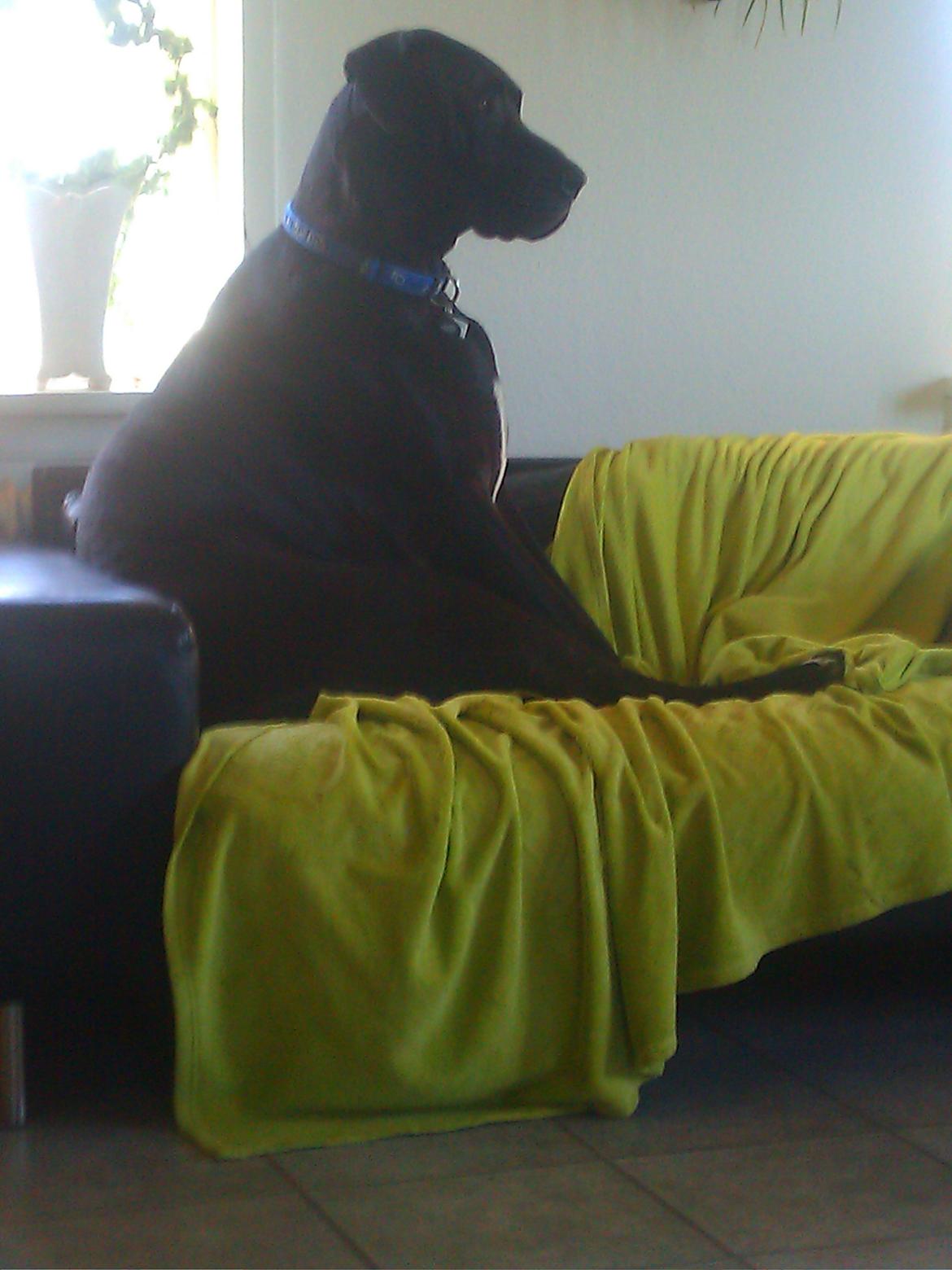 Grand danois hermann - sidder lige og fundere lidt over livet billede 18