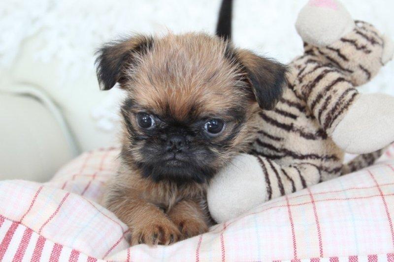 Griffon bruxellois Cody billede 1