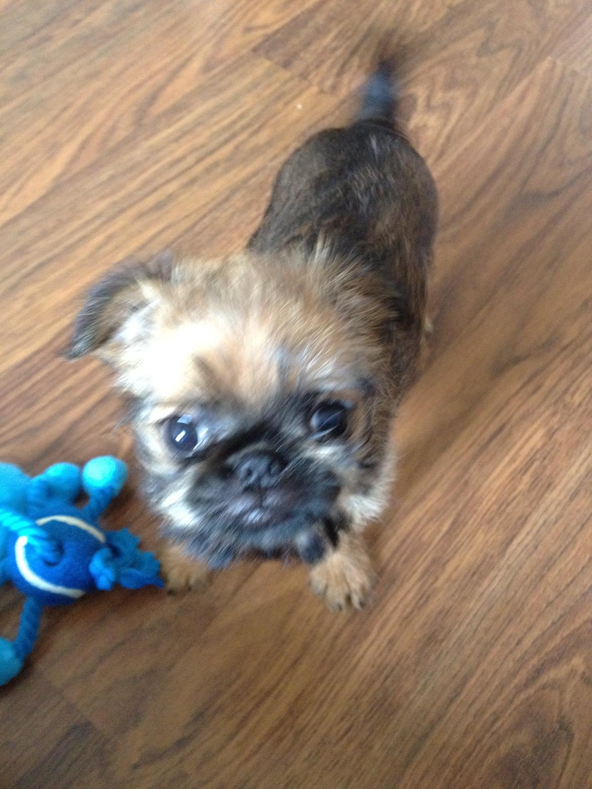 Griffon bruxellois Cody billede 2