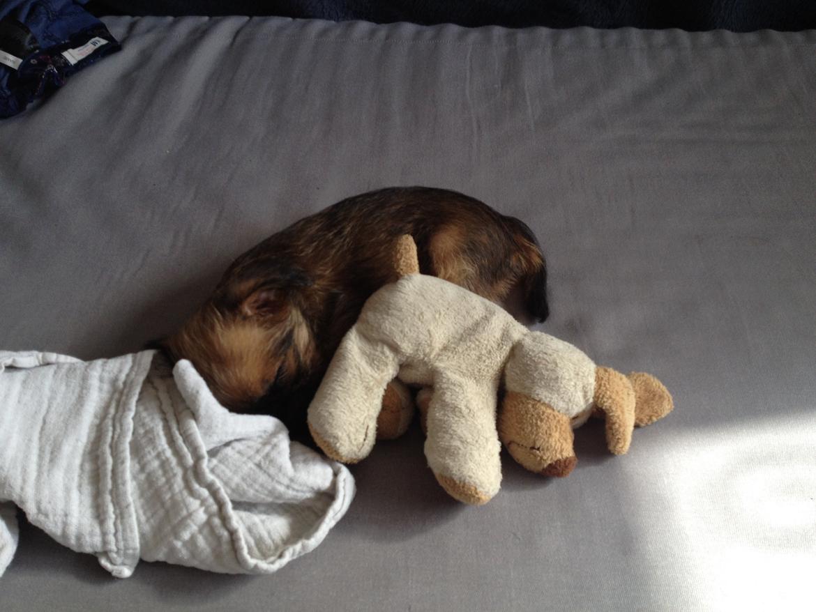 Griffon bruxellois Cody billede 3