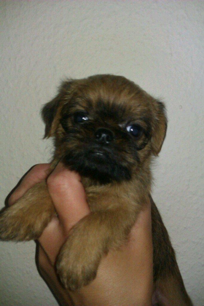 Griffon bruxellois Cody billede 4