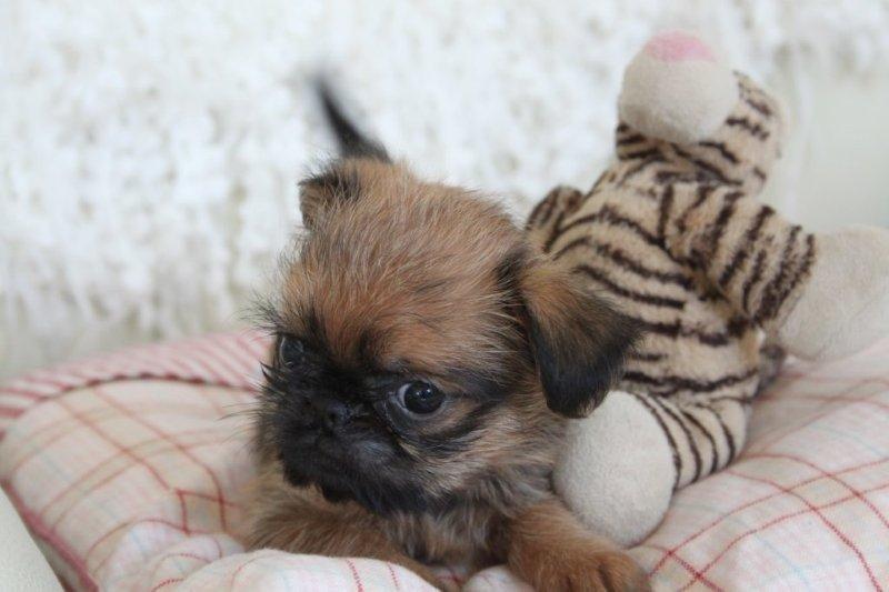 Griffon bruxellois Cody billede 5