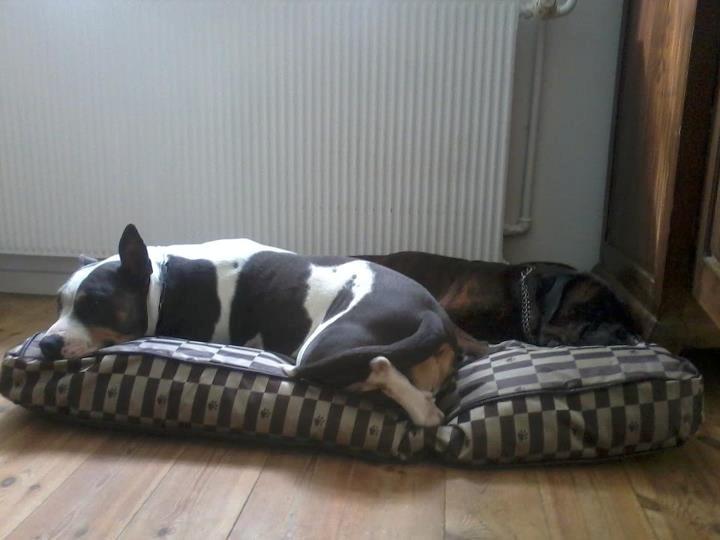 Boxer tyson - 20/9 2012 billede 7