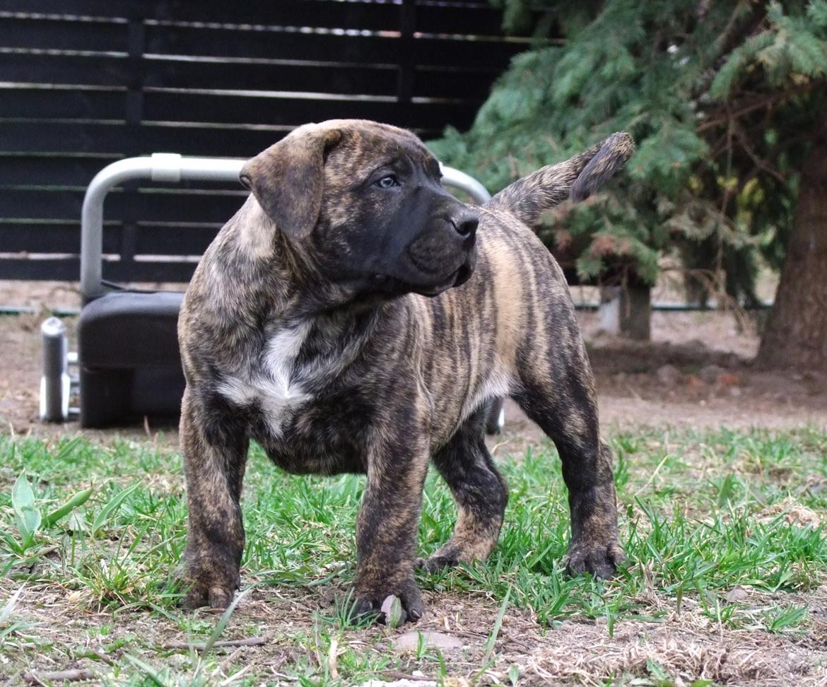Dogo canario Rash Fuego de Volcanes billede 1