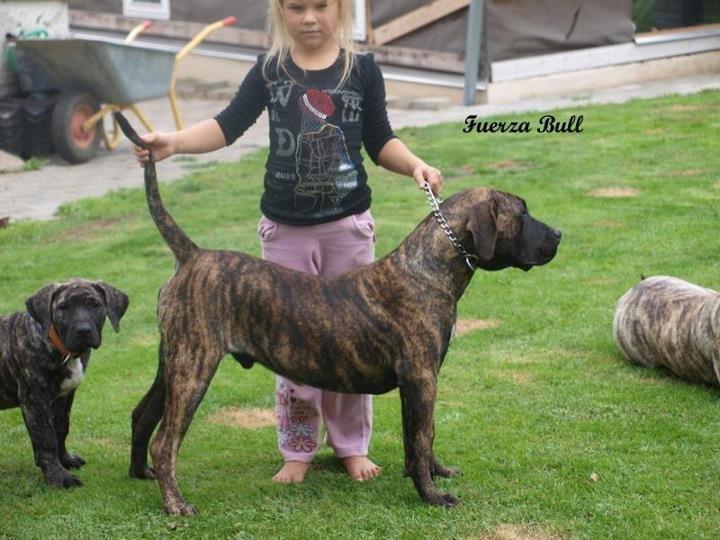 Dogo canario Rash Fuego de Volcanes billede 2