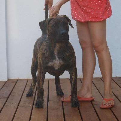 Dogo canario Rash Fuego de Volcanes billede 3