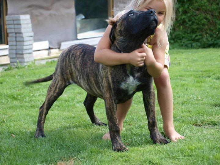 Dogo canario Rash Fuego de Volcanes billede 4