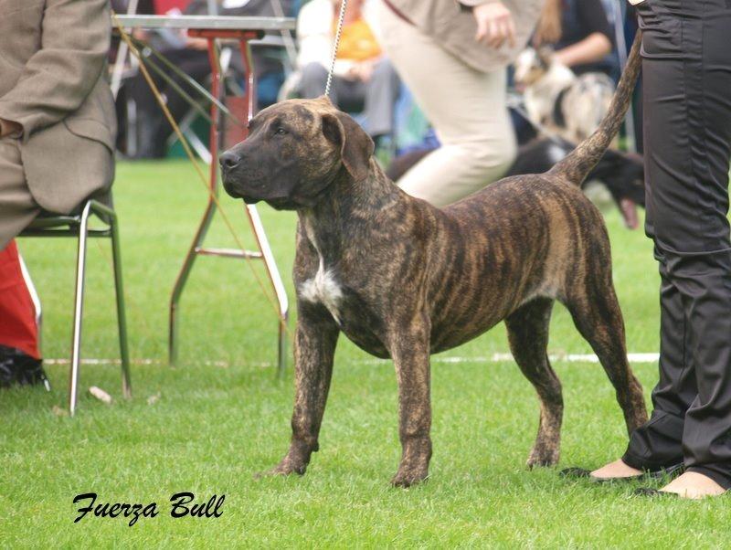 Dogo canario Rash Fuego de Volcanes billede 5