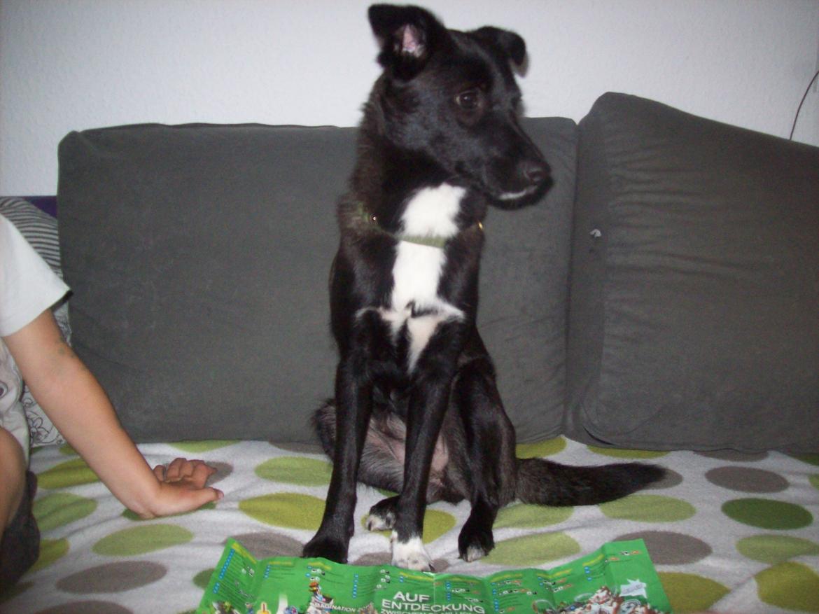 Blanding af racer freja billede 13