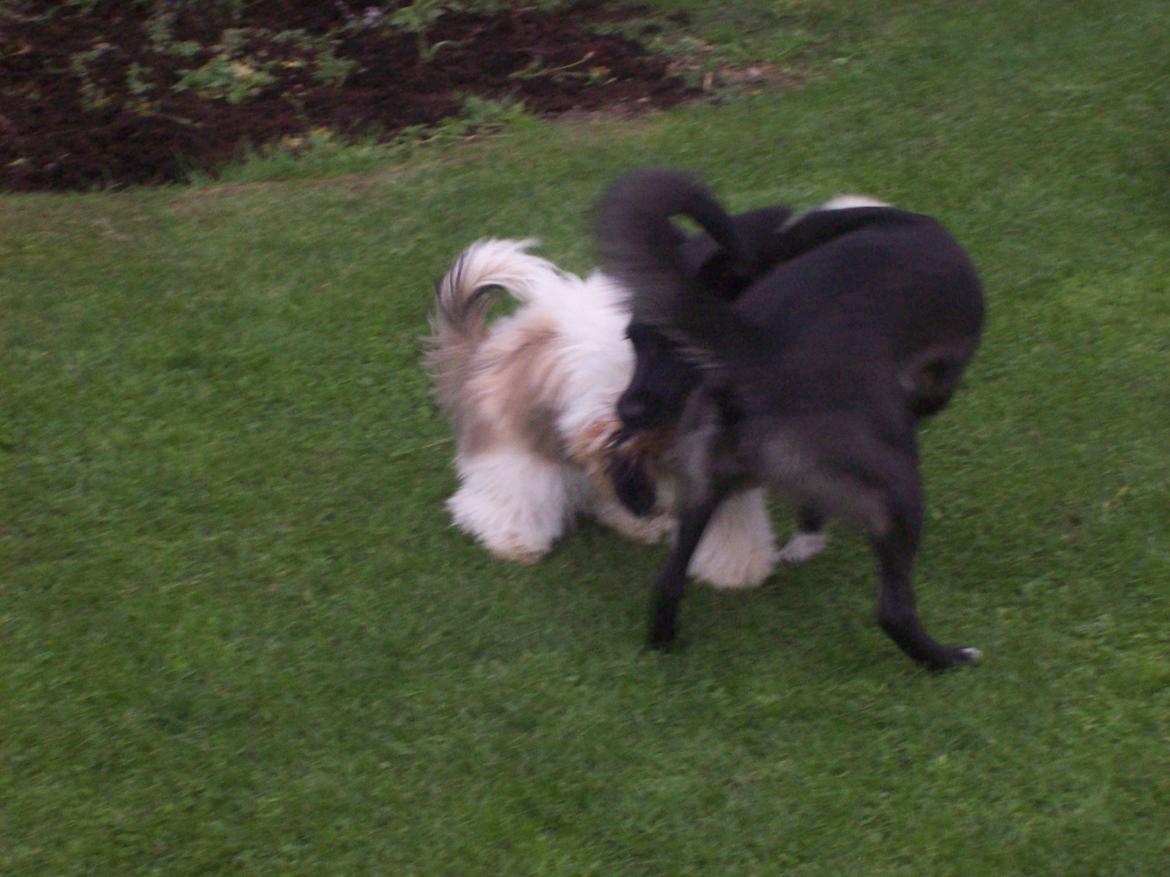 Blanding af racer freja billede 14