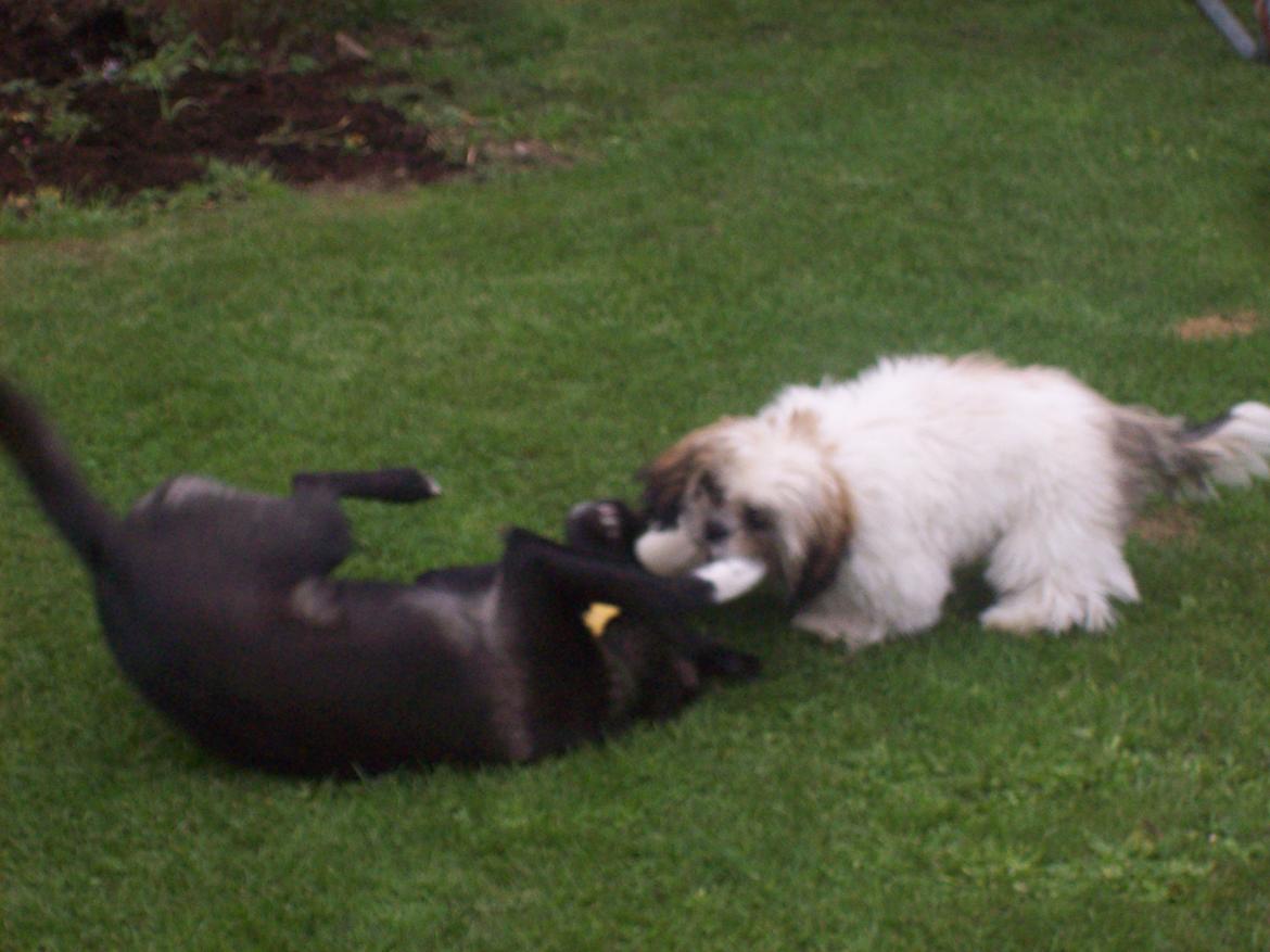 Blanding af racer freja billede 15