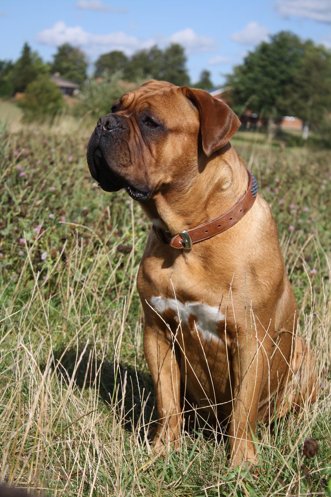 Dogue de bordeaux Glowing Black Sky de La Tour Gelée *Sol* billede 1