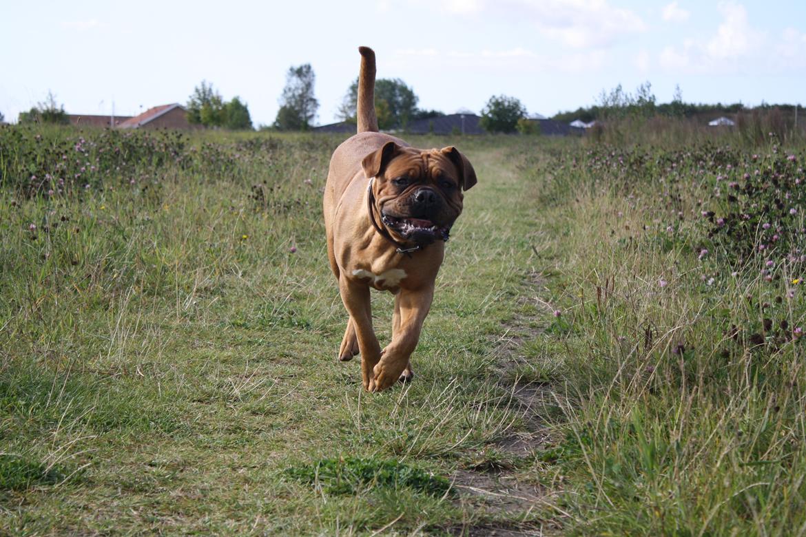 Dogue de bordeaux Glowing Black Sky de La Tour Gelée *Sol* billede 4