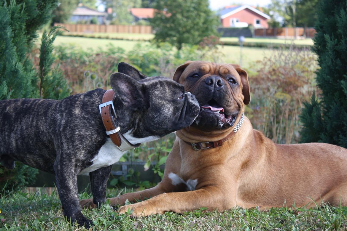 Dogue de bordeaux Glowing Black Sky de La Tour Gelée *Sol* billede 5