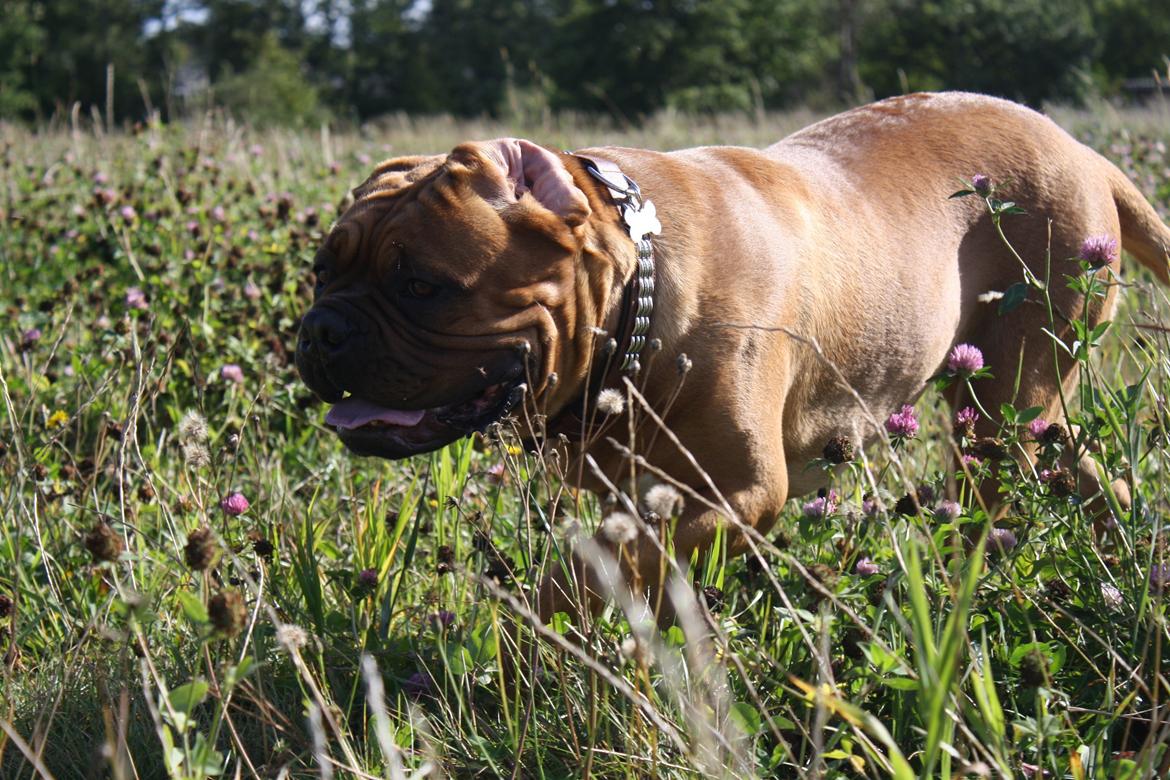 Dogue de bordeaux Glowing Black Sky de La Tour Gelée *Sol* billede 8