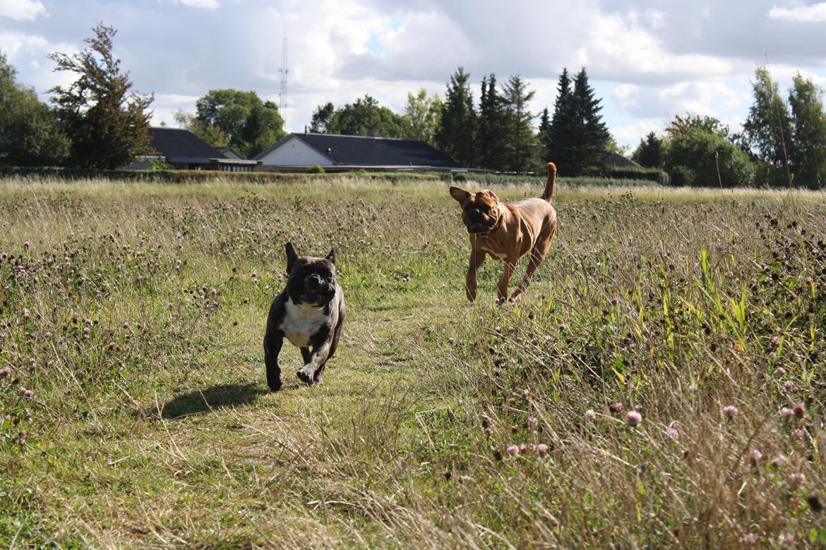 Dogue de bordeaux Glowing Black Sky de La Tour Gelée *Sol* billede 12