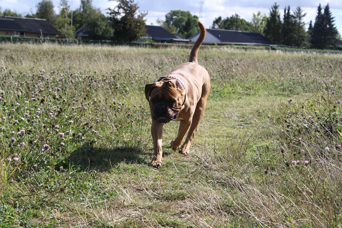 Dogue de bordeaux Glowing Black Sky de La Tour Gelée *Sol* billede 13