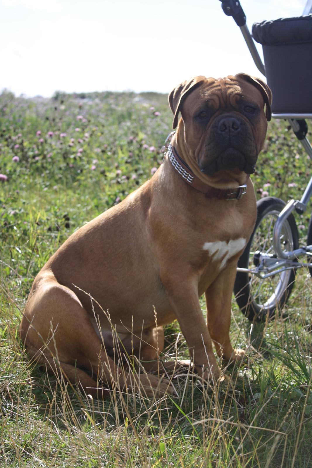 Dogue de bordeaux Glowing Black Sky de La Tour Gelée *Sol* billede 14