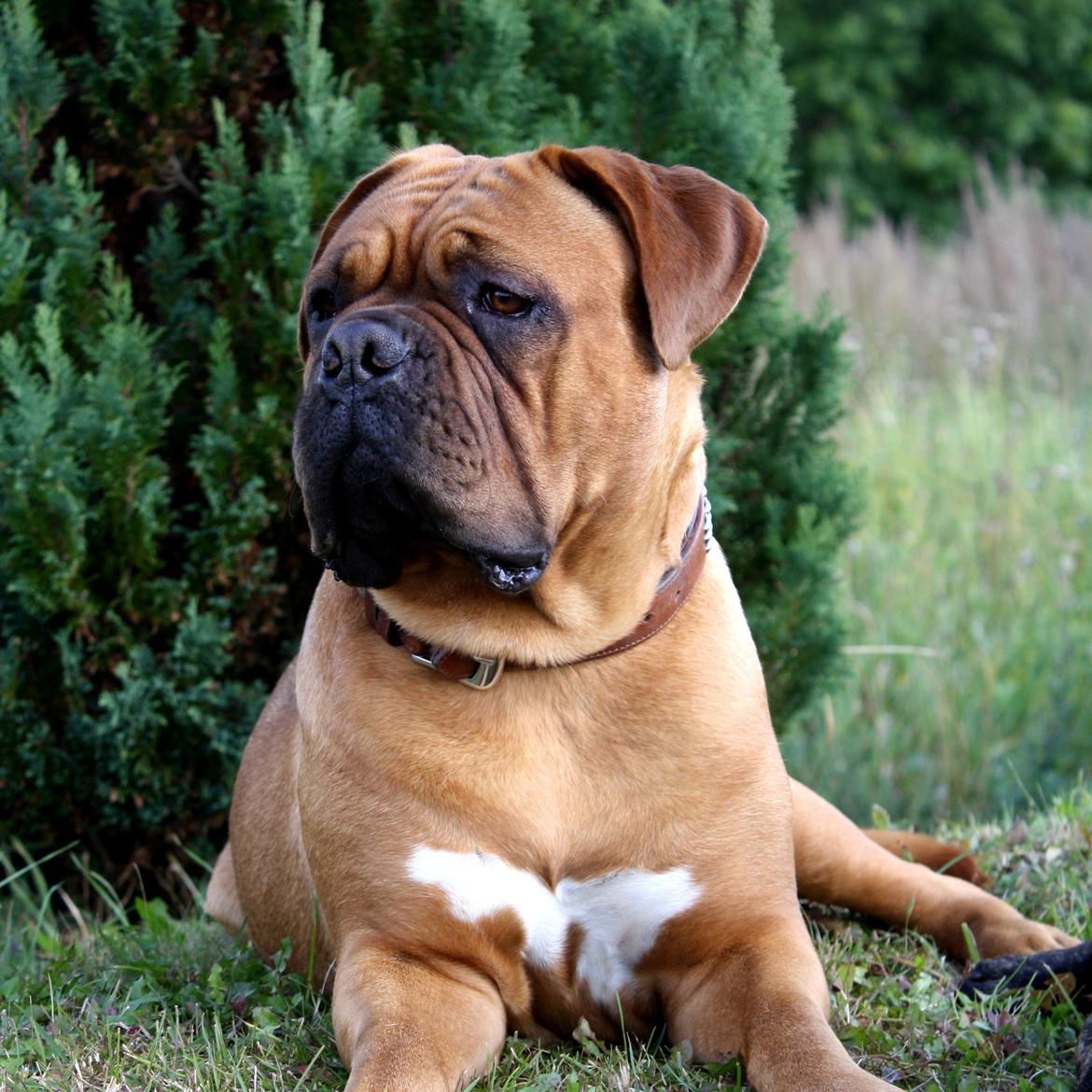 Dogue de bordeaux Glowing Black Sky de La Tour Gelée *Sol* billede 15