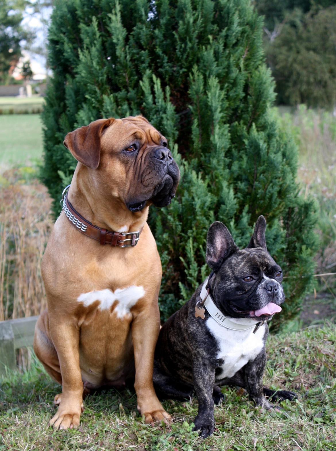 Dogue de bordeaux Glowing Black Sky de La Tour Gelée *Sol* billede 17