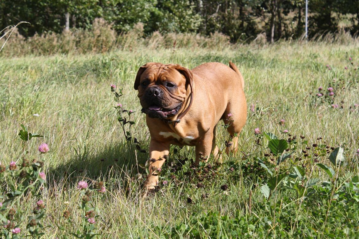 Dogue de bordeaux Glowing Black Sky de La Tour Gelée *Sol* billede 18