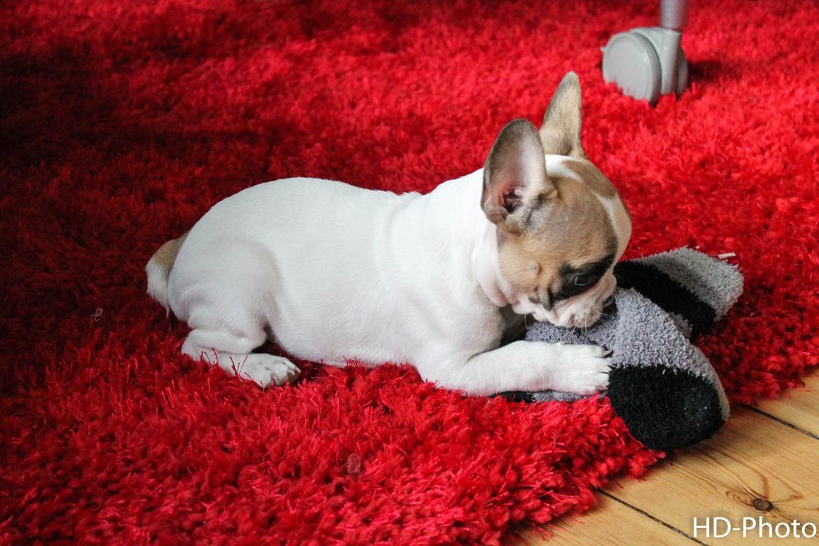 Fransk bulldog Uffe billede 2