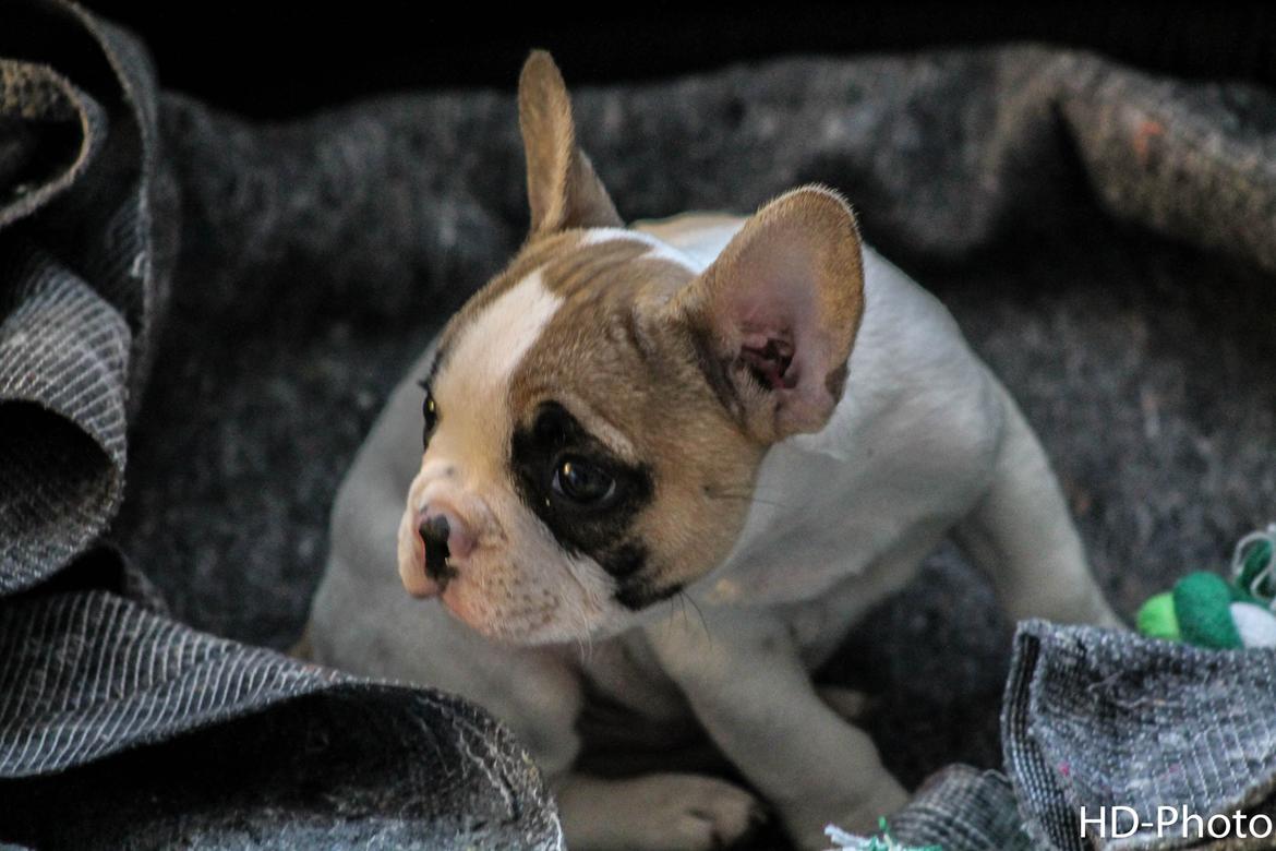 Fransk bulldog Uffe billede 5