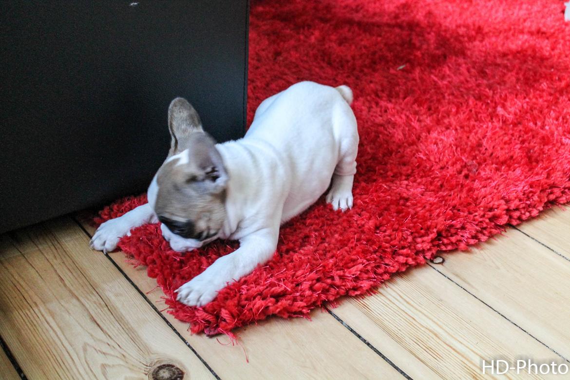 Fransk bulldog Uffe billede 11