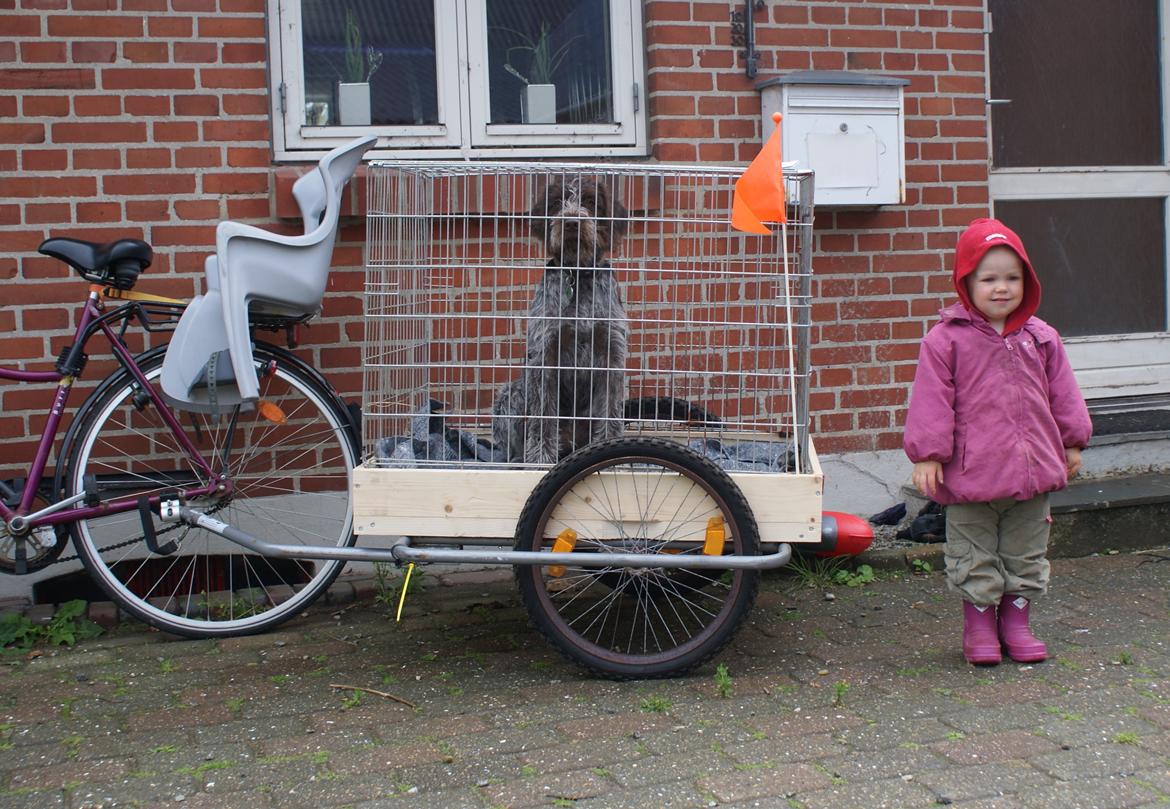 Ruhåret hønsehund Kærholt Vincent (Cody) - Min super smarte "Cody-trailer". billede 15