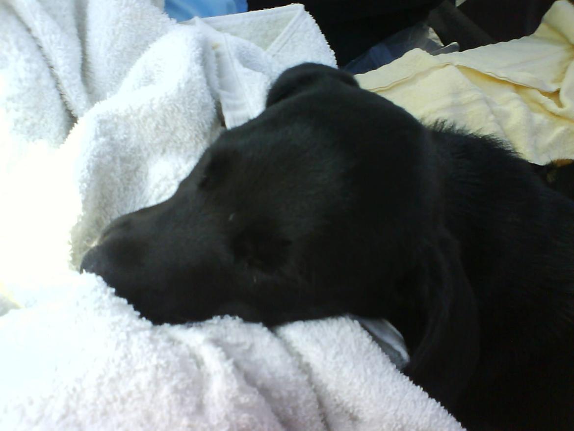 Blanding af racer Bella billede 1