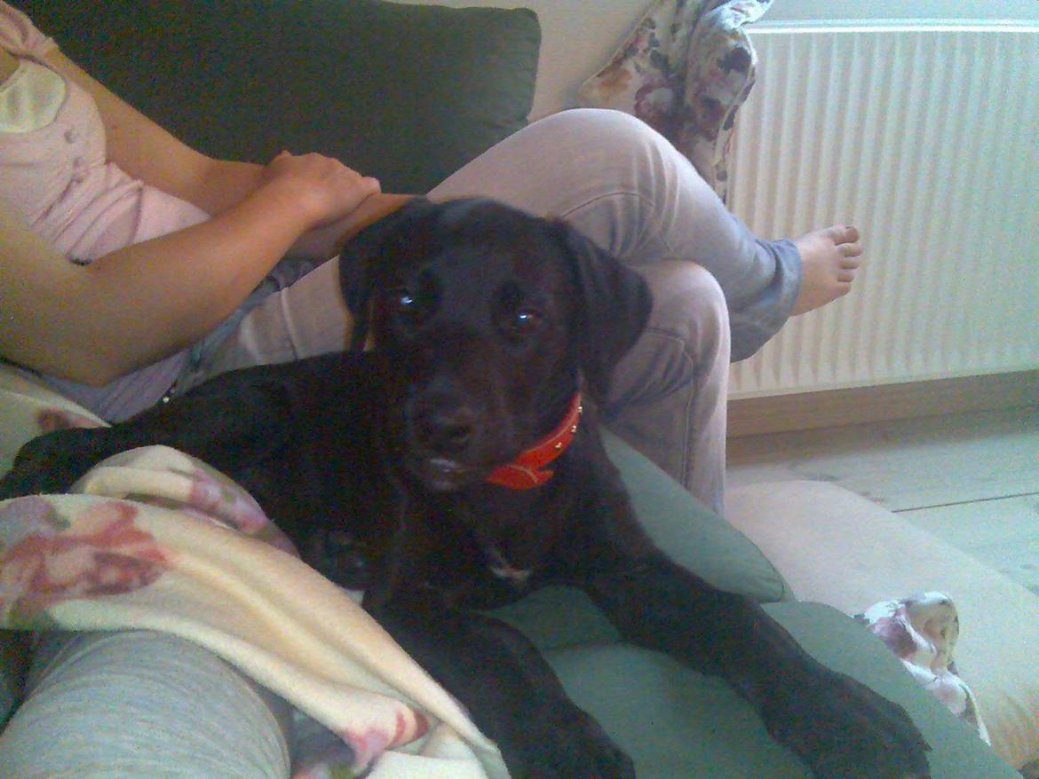 Blanding af racer Bella billede 2