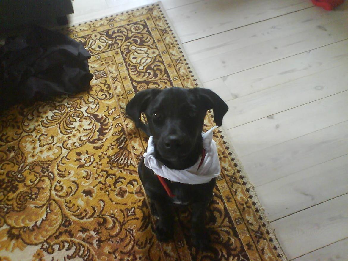 Blanding af racer Bella billede 3