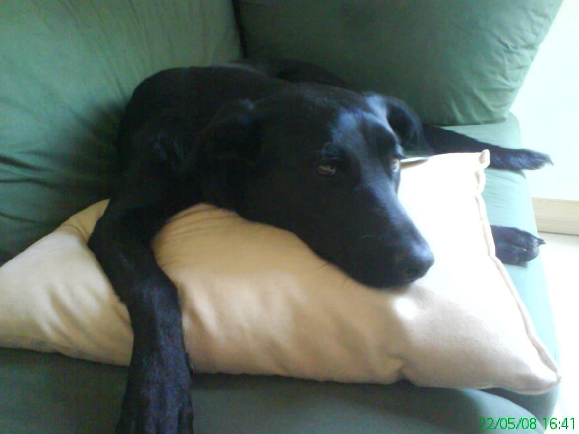 Blanding af racer Bella billede 8