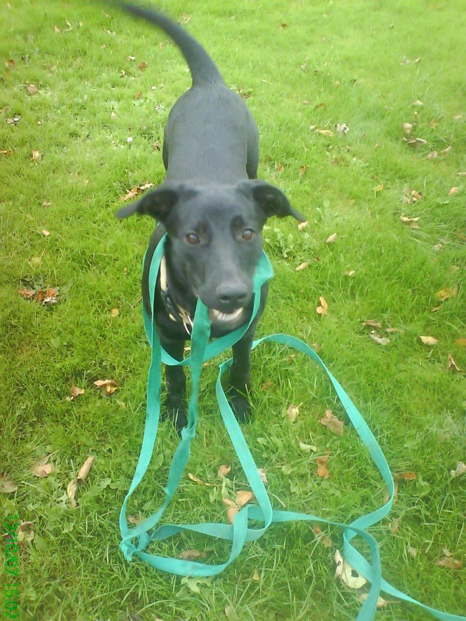 Blanding af racer Bella billede 6