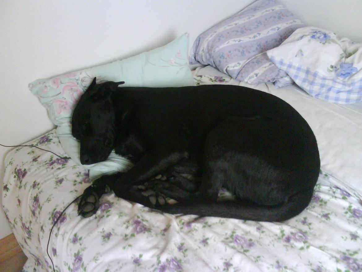 Blanding af racer Bella billede 9